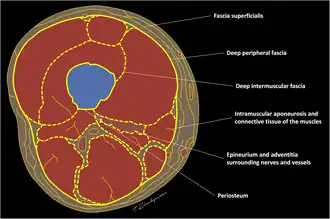 Schematic drawing of a transverse section of the thigh illustrating its fascial anatomy.