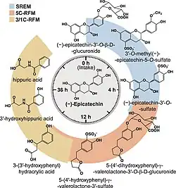 Schematic representation of the flavan-3-ol (−)-epicatechin metabolism in humans as a function of time post-oral intake. SREM: structurally related (−)-epicatechin metabolites. 5C-RFM: 5-carbon ring fission metabolites. 3/1C-RFM: 3- and 1-carbon-side chain ring fission metabolites. The structures of the most abundant (−)-epicatechin metabolites present in the systemic circulation and in urine are depicted.[16]