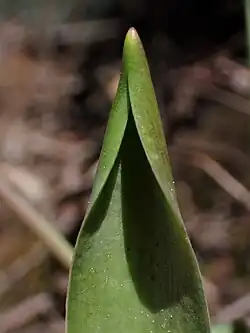 Emerging leaf tip