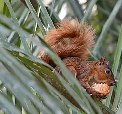 Brown squirrel