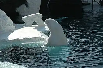A beluga whale surfacing