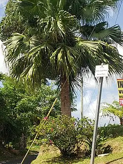 Sector Genaro Zayas Malave in Bo. Tejas