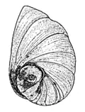 Drawing of an operculum of Semisulcospira libertina.