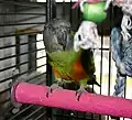 Pet parrot in a cage with toys. The perch is made from a hard material in an attempt to wear down the tips of claws. However, these types of perches tend to cause lesions on the bottoms of the feet and are not very effective at keeping the nails short.
