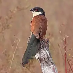 Image 10Senegal coucal bird. Credit: Charlesjsharp More about Senegal coucal...