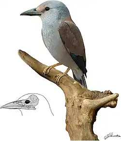 ​​Septencoracias morsensis