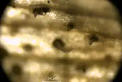 Pycnidia of a Septoria found on Hyacinthoides non-scripta. They are extruding columns of conidia.