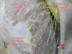Serratus anterior muscle