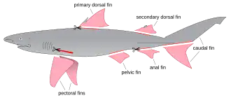 A diagram of a shark, with every fin highlighted in pink and drawn separated from its body, except for the top half of its tail