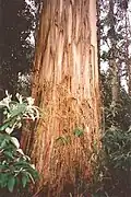 60 metre tall shining gum, Snowy River National Park