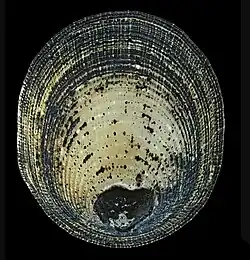 Oval shell with dark outer edges and a yellowish white center.