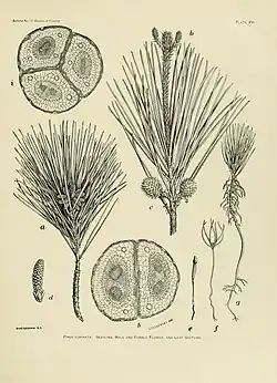 Illustration of tree characteristics