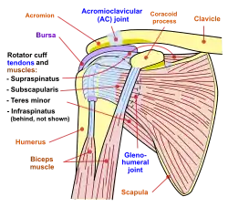 Human shoulder joint, front view