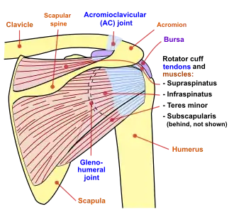 Human shoulder joint, back view