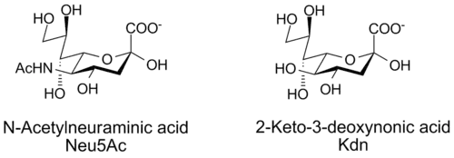 N-acetylneuraminic acid and Kdn, two sialic acids