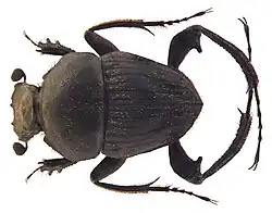 Sisyphus indicus male