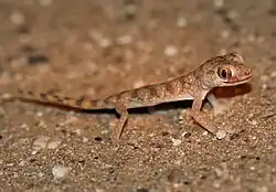 Slevin's sand gecko (Stenodactylus slevini) from United Arab Emirates