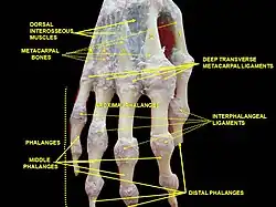 Interphalangeal ligaments and phalanges. Right hand. Deep dissection. Posterior (dorsal) view.