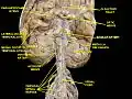 Spinal cord. Brachial plexus. Cerebrum. Inferior view. Deep dissection.