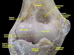 Elbow joint. Deep dissection. Anterior view.