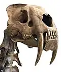 7th saber-tooth instance: Machairodontinae (Felidae, Feliformia, Carnivora) – Smilodon skull and upper cervical vertebrae