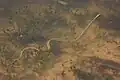 Arid Land Ribbonsnake swimming in canyon riverbed