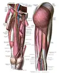 Innervation and blood-supply of the gluteus maximus