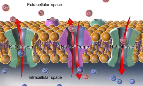 Sodium–potassium pump in a cell membrane (oversimplified)