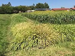 Sorghum push-pull farm showing trap crop Brachiaria (ICIPE, Mbita Point, Kenya)