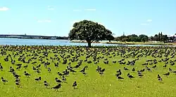 Variable oystercatchers along the Kiwi Esplanade Walkway