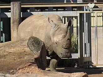 Southern white rhinoceros male Memphis, who has lived at Perth Zoo for over 35 years