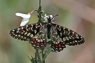 Spanish festoon (Zerynthia rumina), tribe Zerynthiini