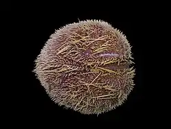 Spatangus purpureus (Spatangidae)