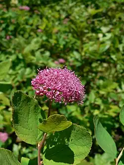 Rose meadowsweet (Spiraea splendens)
