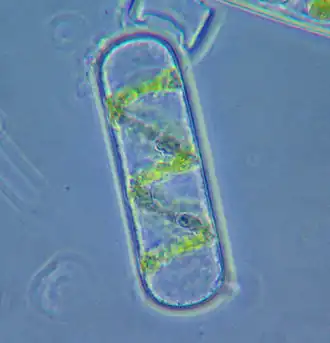 Single Spirogyra cell