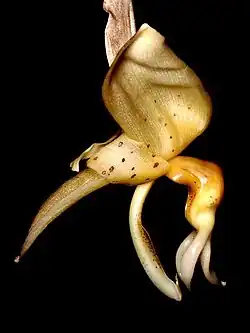Stanhopea maculosa