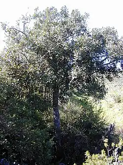 Pouteria sandwicensis (leaves)