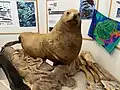 Steller's sea lion - Eumetopias jubatus