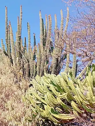 Plant growing with Myrtillocactus geometrizans in Ezequiel Montes, Querétaro, México.