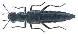 Stenus melanarius