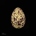 Egg of Sterna dougallii bangsi - Muséum de Toulouse