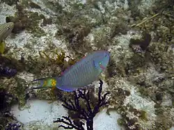 A Stoplight parrotfish in Princess Alexandra Land and Sea National Park, Providenciales, Turks and Caicos Islands