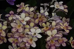 Streptocarpus Seren