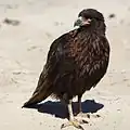 Immature striated caracara on Saunders Island, Falkland Islands