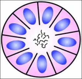 Structure of a Homer-Wright pseudorosette
