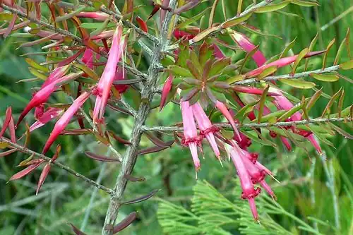 Styphelia tubiflora (Styphelieae)