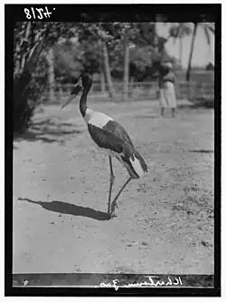 Saddle-billed storks