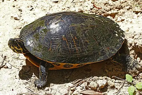 Suwannee Cooter (Pseudemys suwanniensis), Levy County, Florida (28 Apr. 2013)