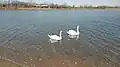 Invasive Mute Swans in the Creek