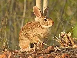 A brown rabbit in the sun standing among twigs and dirt with a green forested background